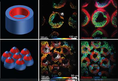 Organoid Preparation and Analysis Platform