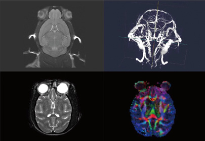 Multimodal Solutions in Neuroscience